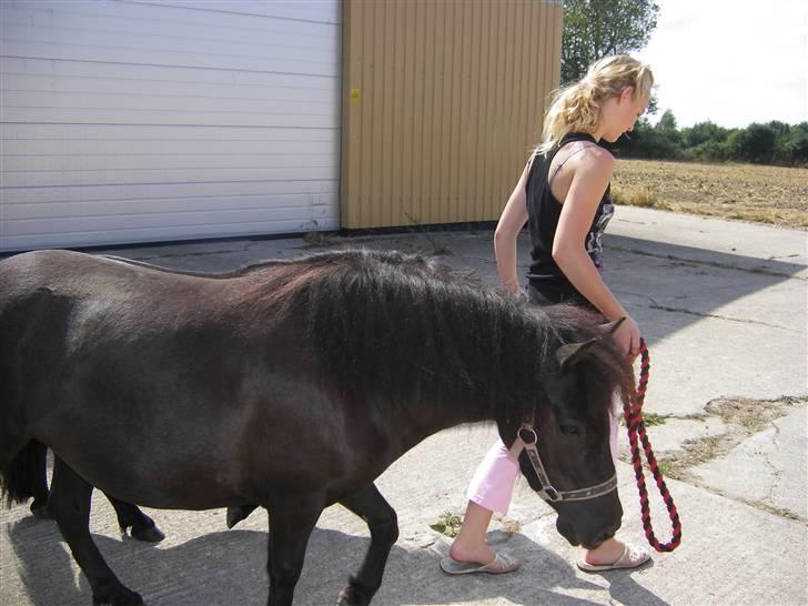 Shetlænder Winny SOLGT billede 17