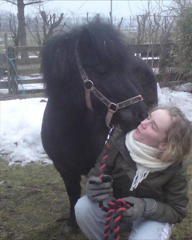 Shetlænder Winny SOLGT billede 18