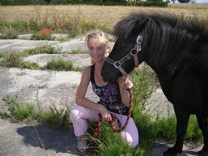 Shetlænder Winny SOLGT billede 19