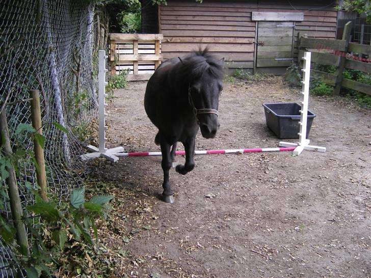 Shetlænder Winny SOLGT - :p billede 20