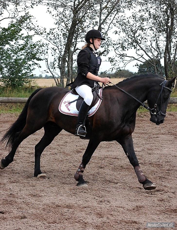 Welsh Cob (sec D) Laban Søholt. - Første spring stævneTaget af Ditte Andersen og Lærke Riisberg billede 10