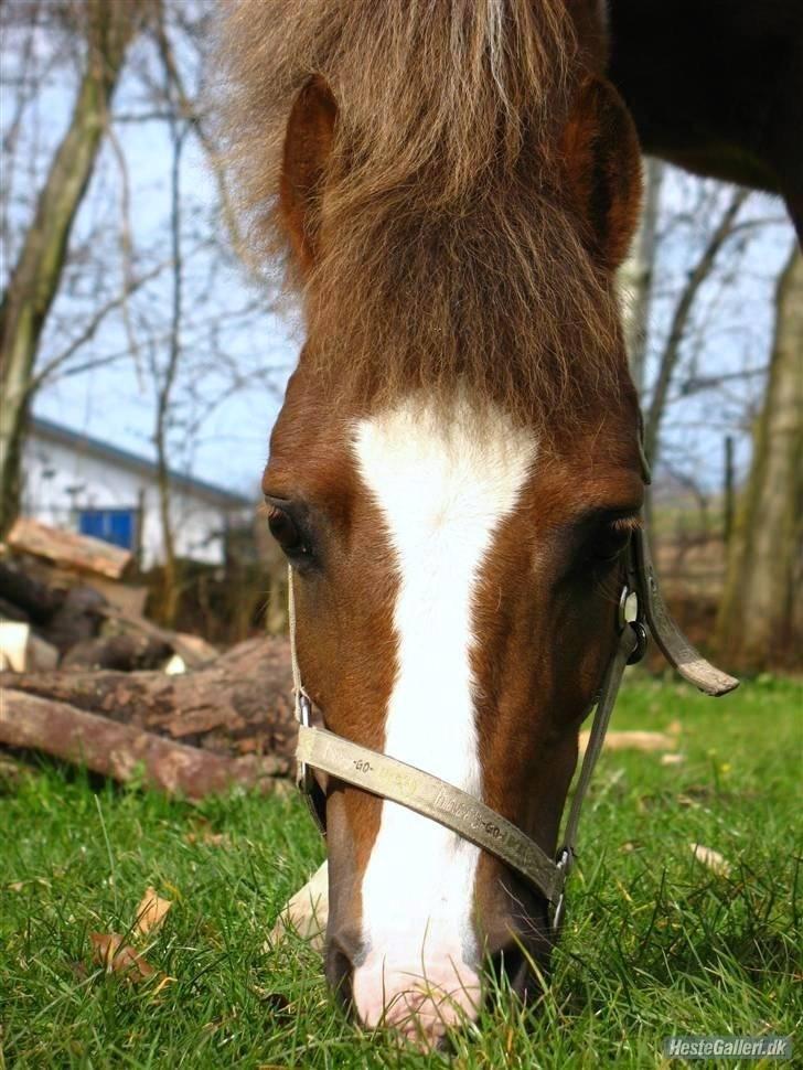 Pinto samo  - MUMS billede 14