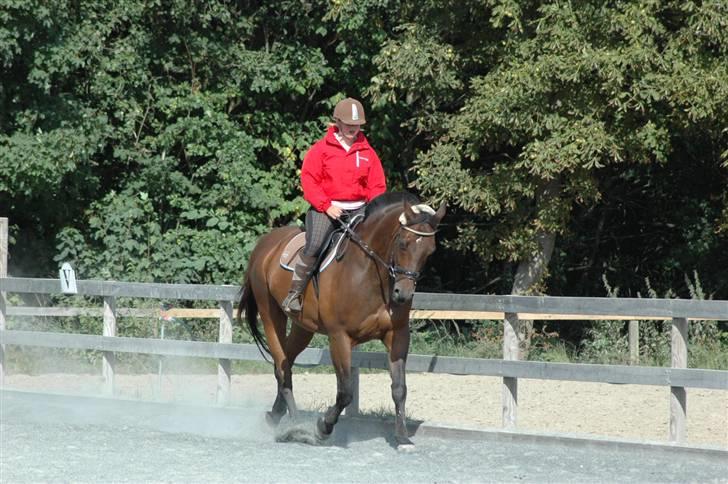 Dansk Varmblod Leroux' farvelminengel <3 - Fordi du skulle genoptrænes <3 billede 15