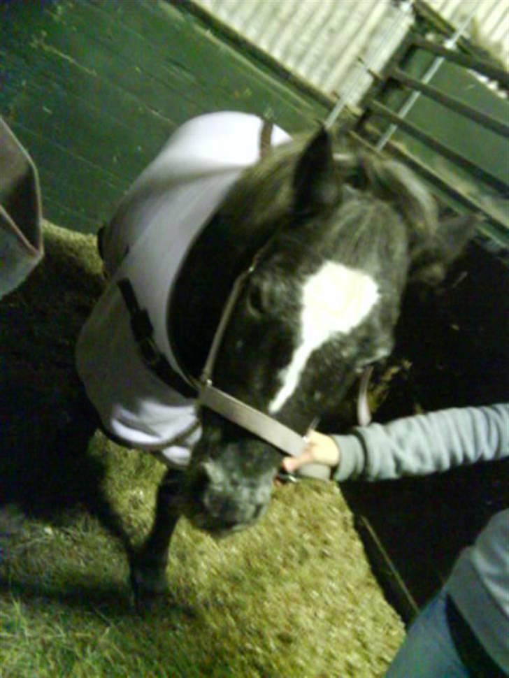 Anden særlig race tarzan  - jegelskerdig forevigt min dejlige pony billede 3