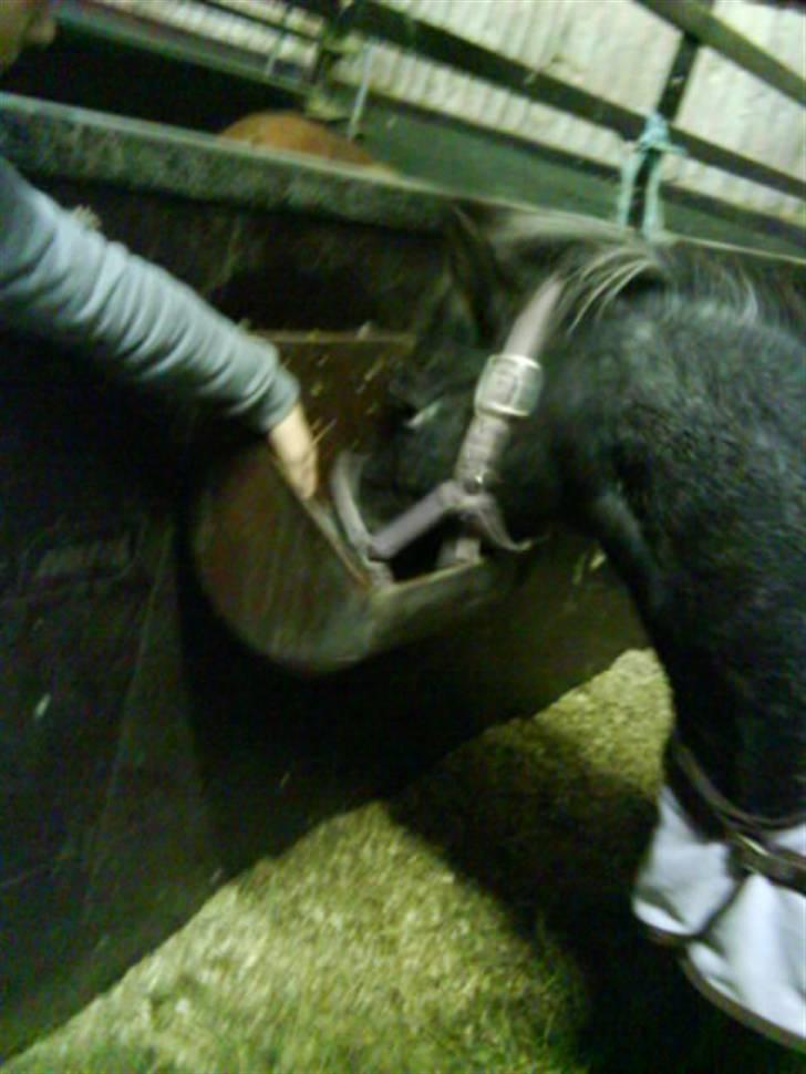 Anden særlig race tarzan  - Jegelskerdig minskat :i <3   billede 5