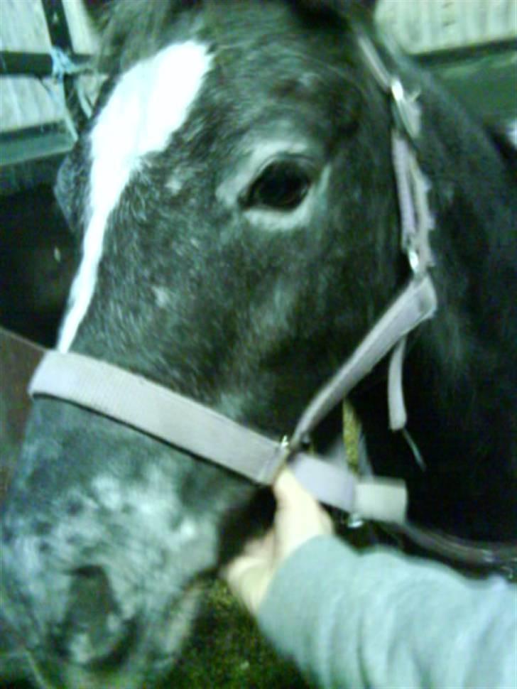 Anden særlig race tarzan  - du er verdes nuttede pony <3  billede 6