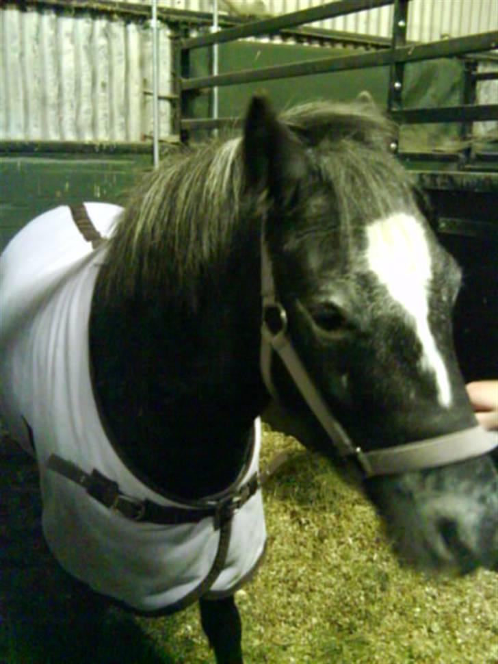 Anden særlig race tarzan  - skat du betyder alt for mig  billede 7