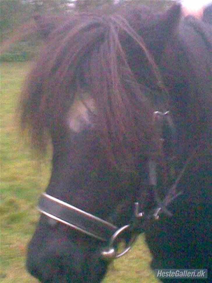 Anden særlig race Prins - Velkommen til Prins profil<3  billede 1