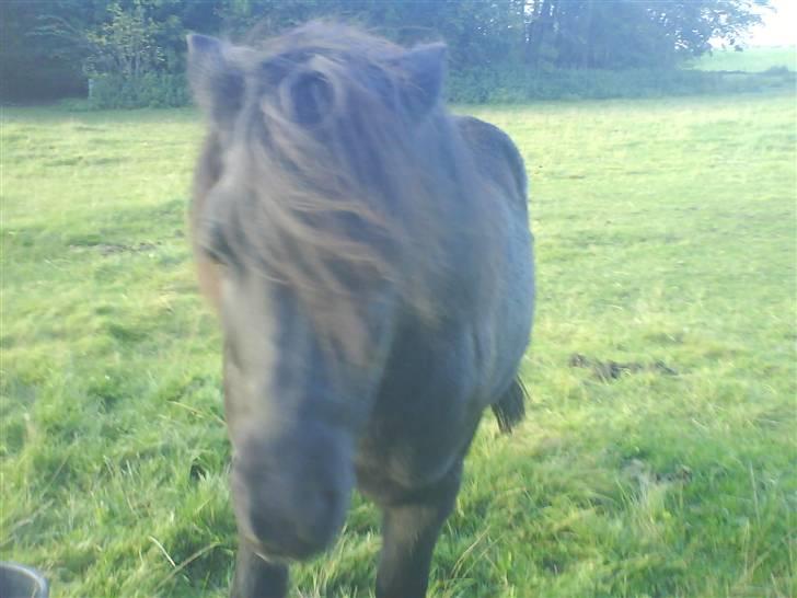 Anden særlig race Prins billede 2