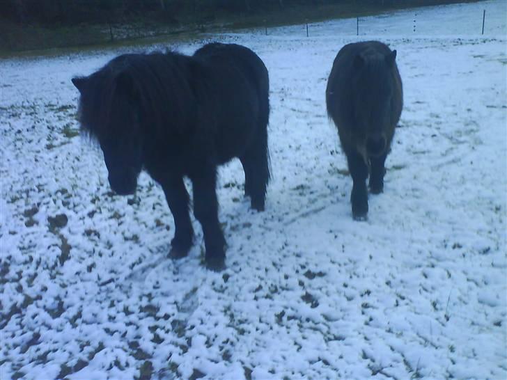 Anden særlig race Prins billede 3