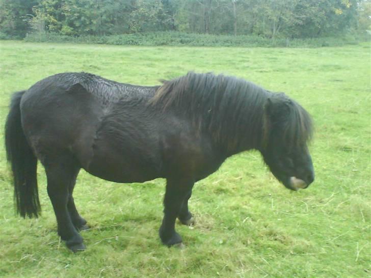 Anden særlig race Prins - hvad griner du af søde? <33 billede 4