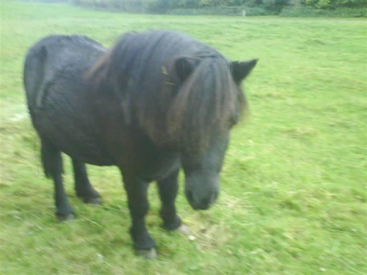 Anden særlig race Prins billede 5