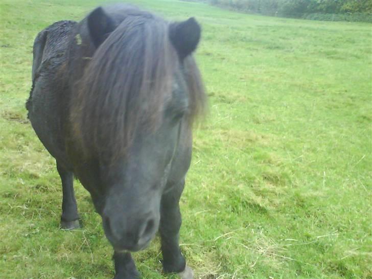 Anden særlig race Prins billede 6