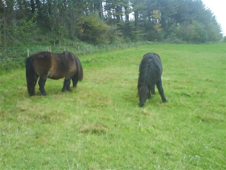 Anden særlig race Prins billede 7