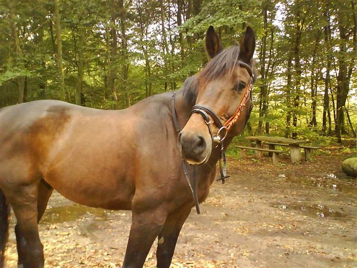 Anden særlig race Olympia (max) billede 2