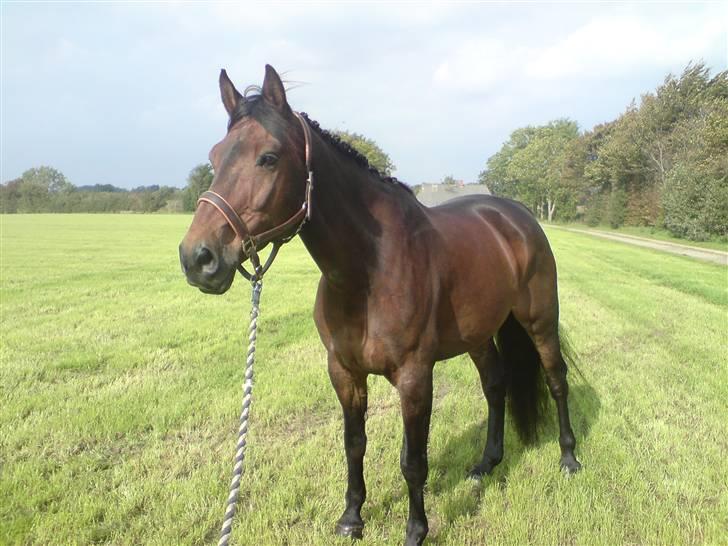 Anden særlig race Olympia (max) billede 3