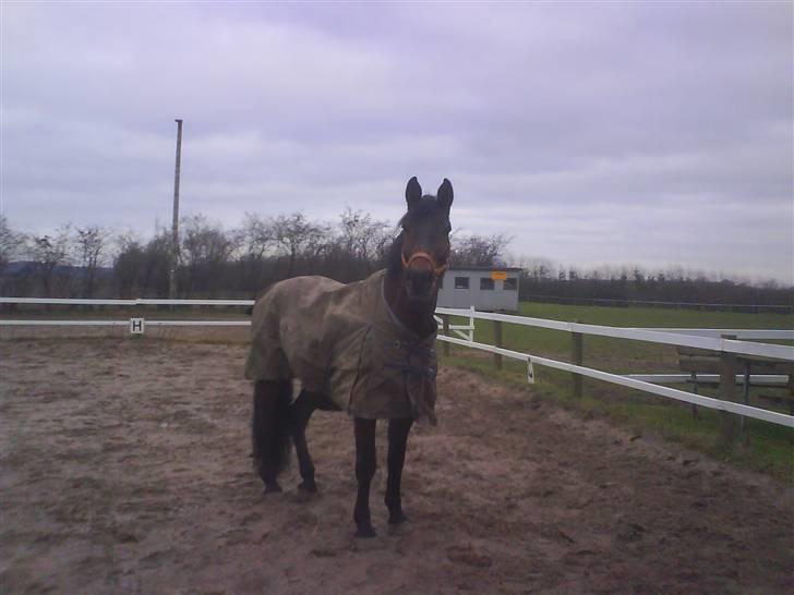 Anden særlig race Olympia (max) billede 4