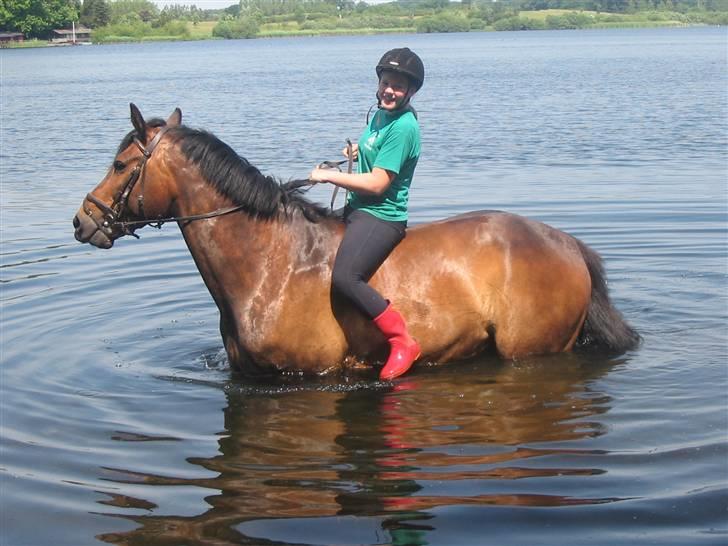 Anden særlig race Olympia (max) billede 5