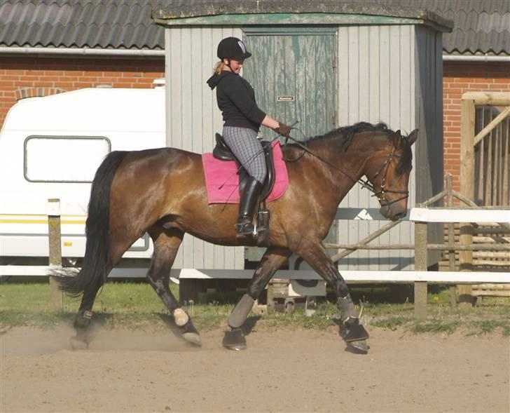 Anden særlig race Olympia (max) billede 6
