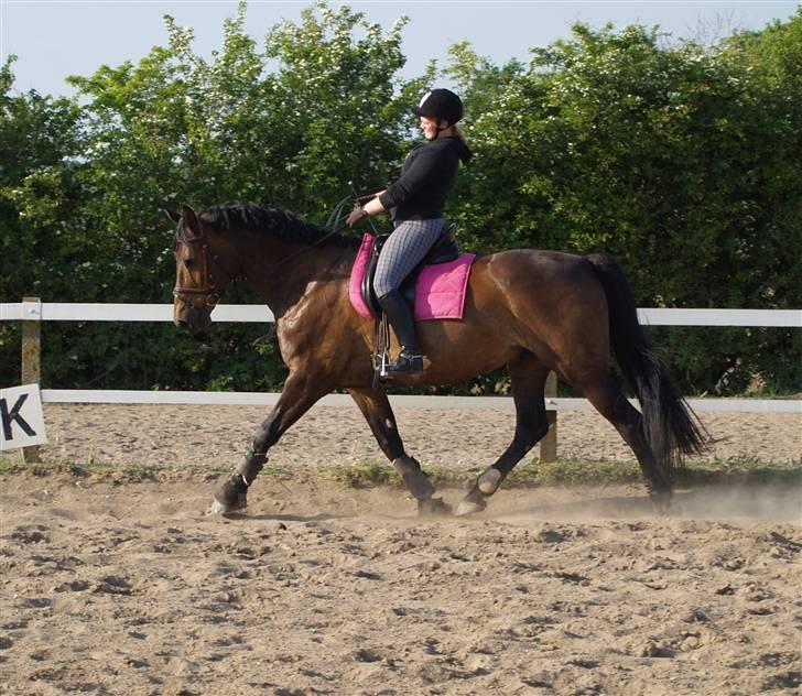 Anden særlig race Olympia (max) billede 7