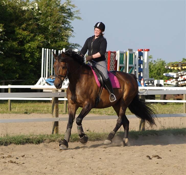 Anden særlig race Olympia (max) billede 8