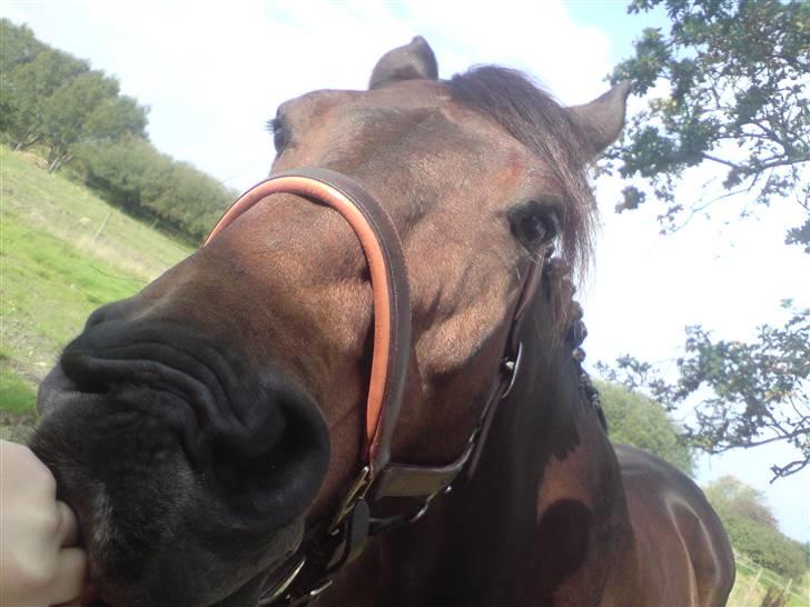 Anden særlig race Olympia (max) billede 9