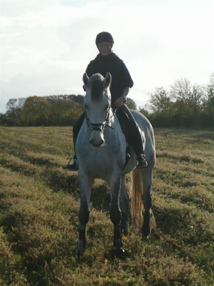 Dansk Varmblod Milton <3 (solgt) billede 1