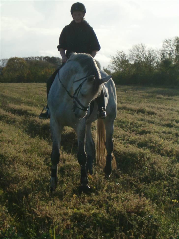 Dansk Varmblod Milton <3 (solgt) billede 2