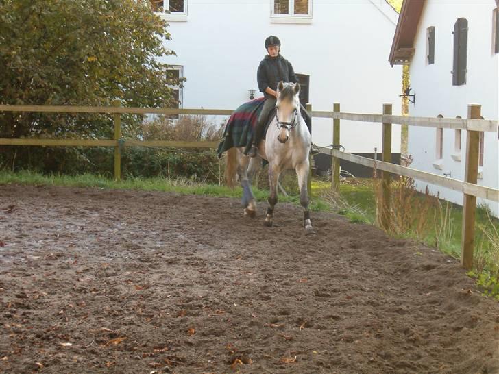 Dansk Varmblod Milton <3 (solgt) billede 3