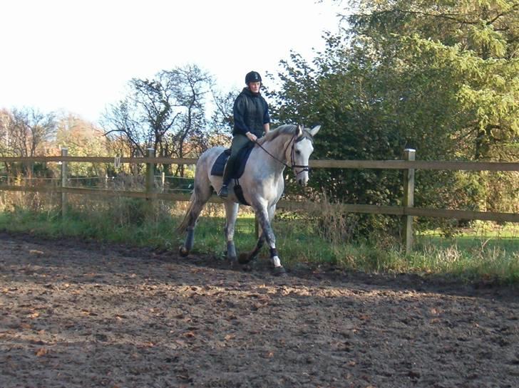 Dansk Varmblod Milton <3 (solgt) billede 4