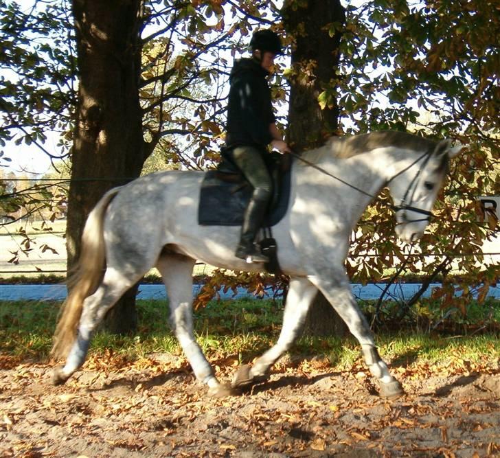 Dansk Varmblod Milton <3 (solgt) billede 5