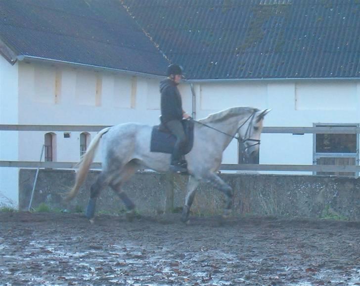 Dansk Varmblod Milton <3 (solgt) billede 6