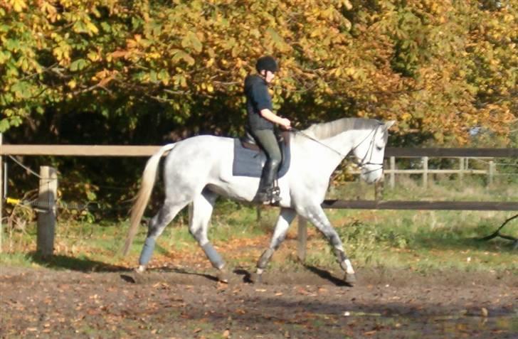 Dansk Varmblod Milton <3 (solgt) billede 7