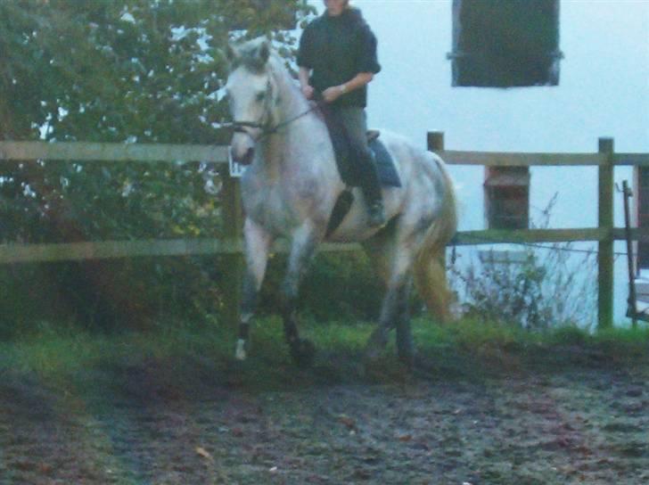 Dansk Varmblod Milton <3 (solgt) billede 8