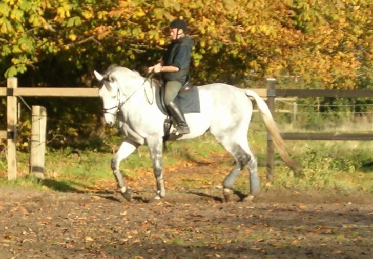 Dansk Varmblod Milton <3 (solgt) billede 9