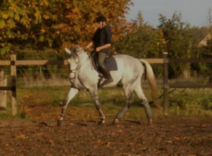 Dansk Varmblod Milton <3 (solgt) billede 10