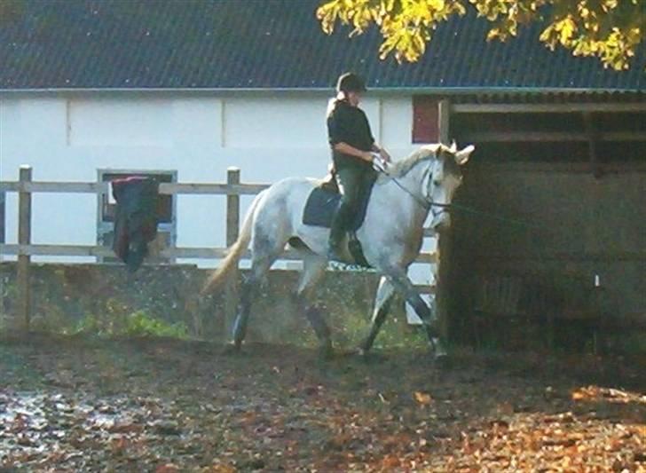 Dansk Varmblod Milton <3 (solgt) billede 11