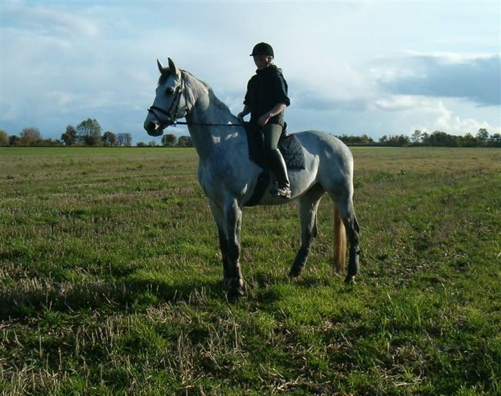 Dansk Varmblod Milton <3 (solgt) billede 12