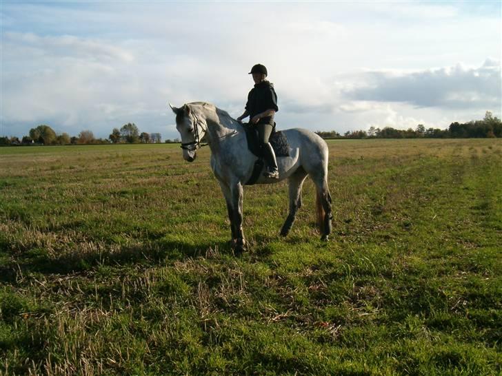 Dansk Varmblod Milton <3 (solgt) billede 13