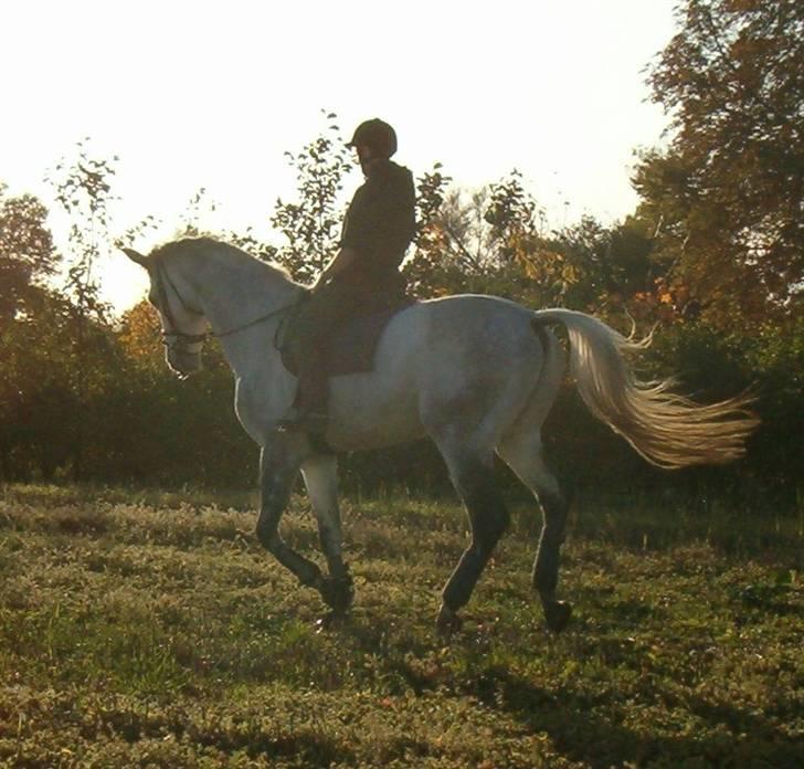 Dansk Varmblod Milton <3 (solgt) billede 14