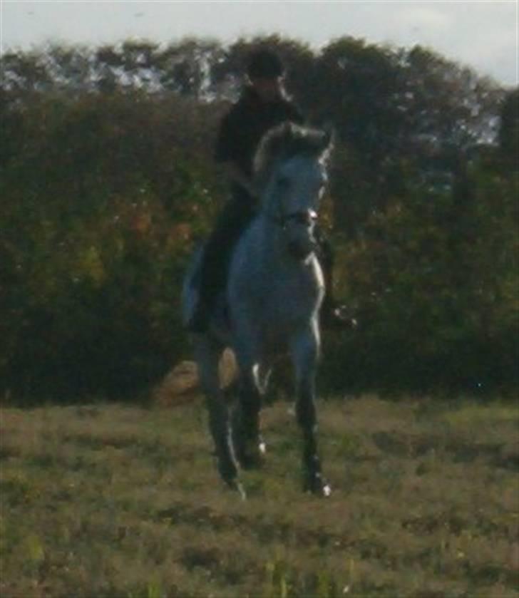 Dansk Varmblod Milton <3 (solgt) billede 15