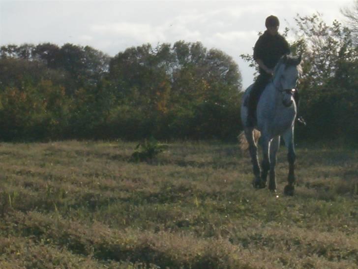 Dansk Varmblod Milton <3 (solgt) billede 16