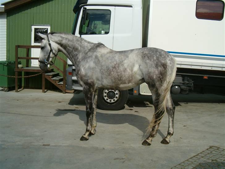 Dansk Varmblod Milton <3 (solgt) billede 17