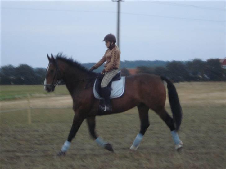 Oldenborg Teglgårdens Fielou R.I.P. - Trav. Foto: Mor (: billede 3