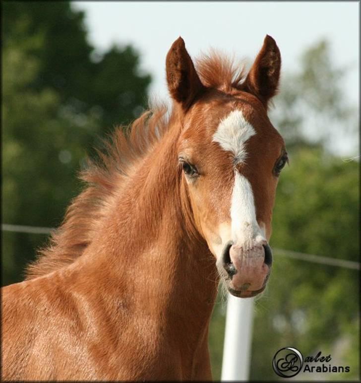 Welsh Pony (sec B) Total Surprise AA - SOLGT billede 15