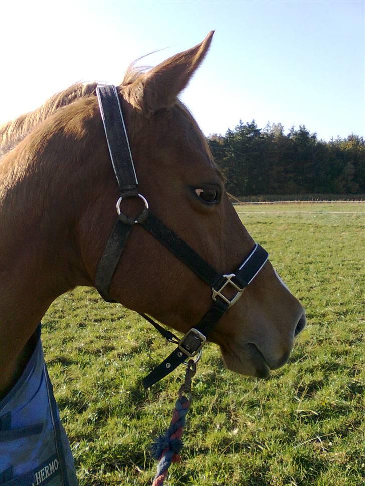 Anden særlig race Ilona - sommer 2008 (: billede 12