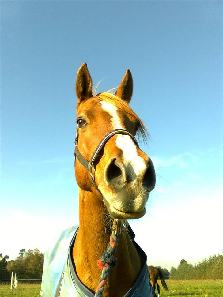 Anden særlig race Ilona - sommer 2008 (: billede 13