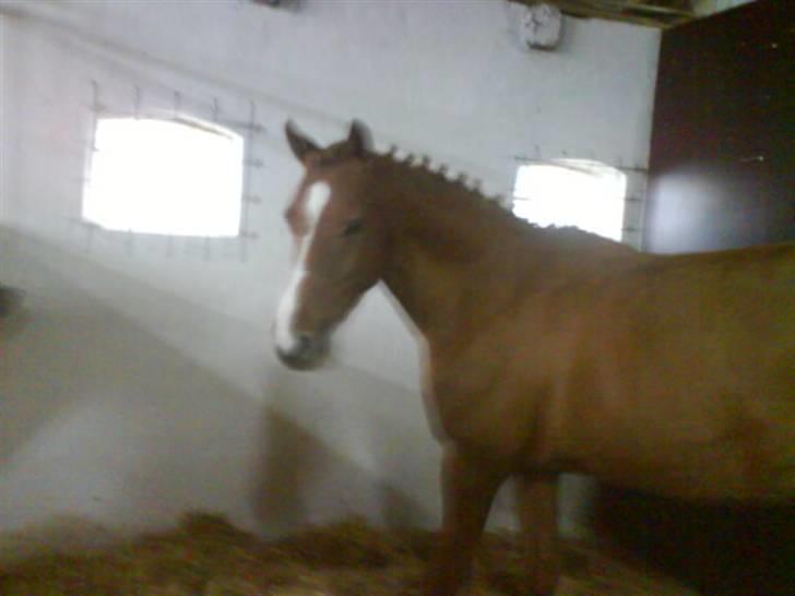 Anden særlig race Ilona - hvor er jeg fin hva? :) billede 15