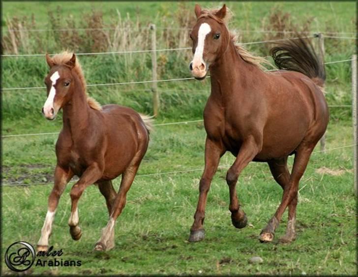 Welsh Pony (sec B) Gondine - SOLGT - Oktober 2008 billede 11