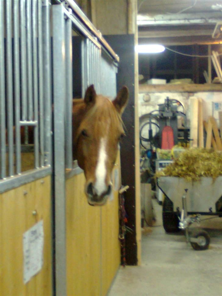 Anden særlig race Ilona - hej, hej (: billede 16